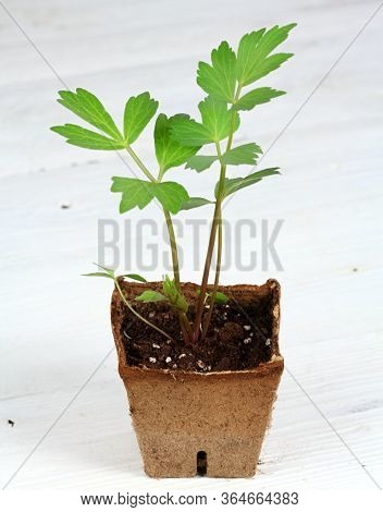 Young Lovage Seedling, Lat. Levisticum Officinale. Small Sprout Growing In The Biodegradable Pot, Wh