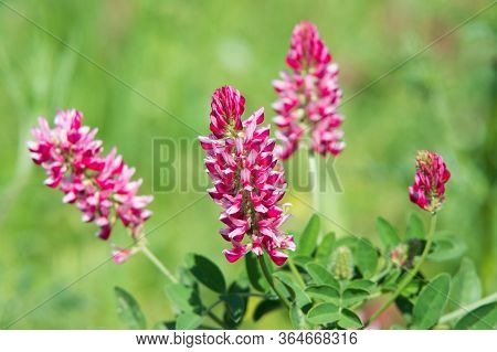 Pink Flowers Of Sulla With Which An Excellent Honey Is Produced In Sicily, Italy