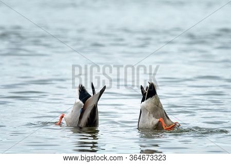 Closeup Of Two Male Mallards (anas Platyrhynchos) Feeding On A River In Springtime