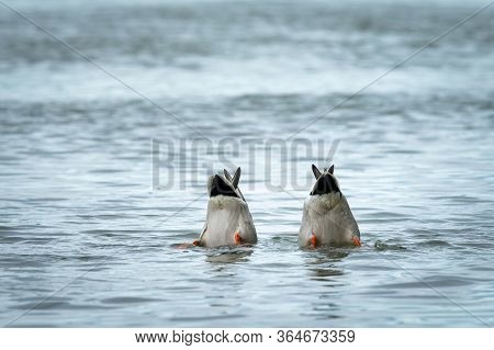 Closeup Of Two Male Mallards (anas Platyrhynchos) Feeding On A River In Springtime