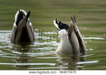 Closeup Of Two Male Mallards (anas Platyrhynchos) Feeding On A River In Springtime