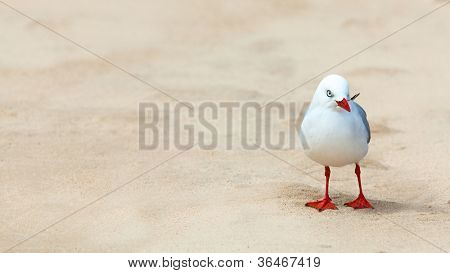 Photo de la nature d'une mouette mignonne