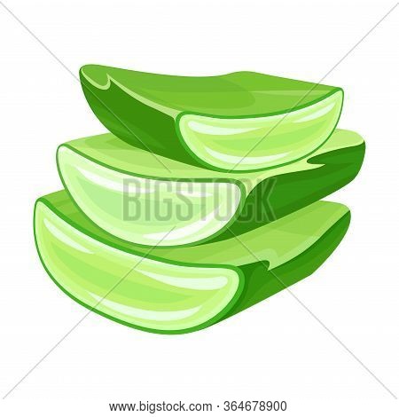 Aloe Vera Thick Fleshy Leaves Pieces As Flowering Succulent Plant Vector Illustration