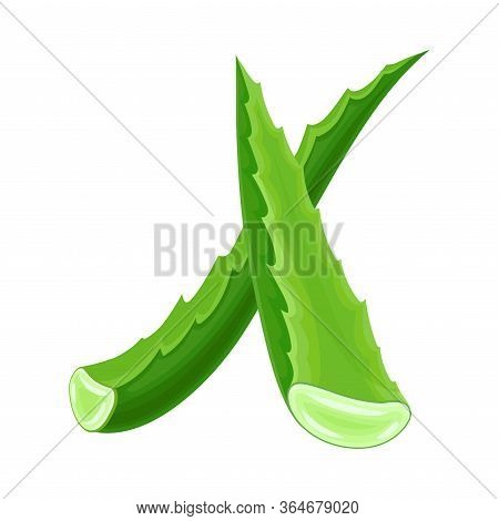 Aloe Vera Thick Fleshy Leaves Pieces As Flowering Succulent Plant Vector Illustration