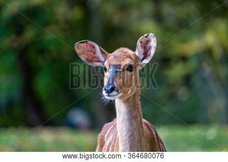 The Nyala, Tragelaphus Angasii Is A Spiral-horned Antelope Native To Southern Africa. It Is A Specie