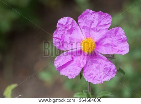 Wild Plants, Wild Flowers, Natural Flower Photos