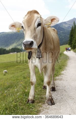 Alpine Gray Cow. White Cow With Horns In Dolomites Area. Portrait Of A Gray Beautiful Cow. A Grey Al