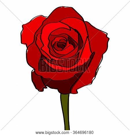 Red Rose On A White Background. Vector Illustration