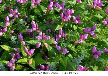 Red Turtlehead Flowers (chelone Obliqua) Blooming In A Park Garden On August Sunny Day, Pink Flowers
