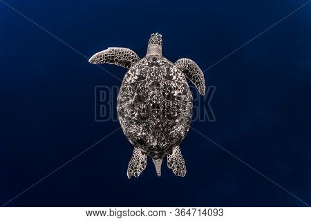 Green Sea Turtle (chelonia Mydas) Swimming Gracefully In The Deep Blue.