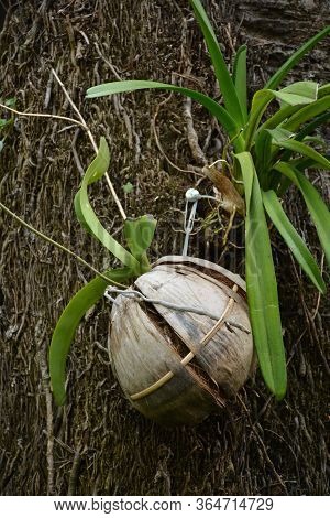 Green Leaf Plant Hang In Coconut Shell