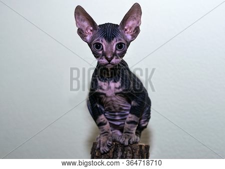 A Small Sphinx Kitten Poses In Front Of The Camera.a Beautiful Velour, Wrinkled Cat.