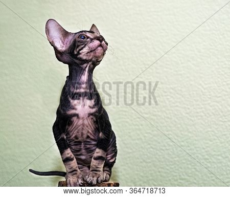 A Small Sphinx Kitten Poses In Front Of The Camera.a Beautiful Velour, Wrinkled Cat.