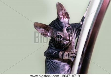 A Small Sphinx Kitten Poses In Front Of The Camera.a Beautiful Velour, Wrinkled Cat.
