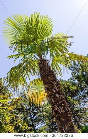 Palm Tree Among The Pines In The Russian South. Trees Are Highlighted With A Sun Glare. Clear Day.  