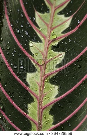 Green Arrowroot Leaf With Red Graphic Stripes. Arrowroot Family.