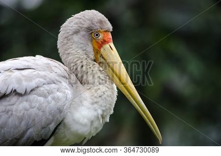 Closeup Portrait Of Yellow-billed Stork As Marabu Bird In In The Park Birds In Kuala Lumpur, Malaysi
