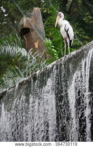 Yellow-billed Stork As Marabu Bird In In The Park Birds In Kuala Lumpur, Malaysia.