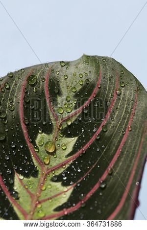 Green Arrowroot Leaf With Red Graphic Stripes On Blue Background. Known As Prayer Plant. Leaf With W