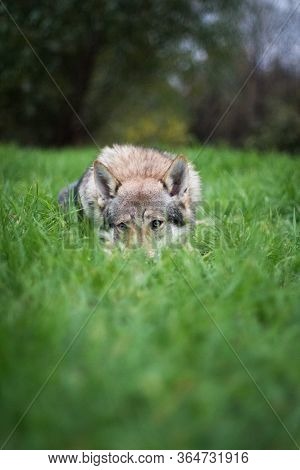 A Gray Dog Of The Czechoslovakian Wolfdog Breed (czechoslovakian Wolves Dog) Lies With His Nose Buri