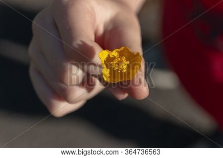 A Close Up View Of A Little Boy Holding A Small Yellow Flower