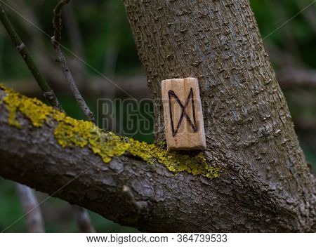 Wooden Runes Of Dagaz Stands On A Tree. Symbol Of The Runic Circle, Alphabet