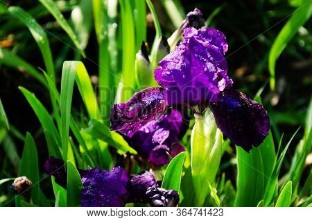 Blooming Purple Iris Flower With Water Drops After Rain In Morning Sunlight. Closeup