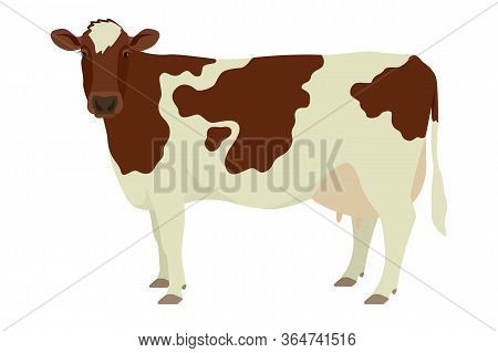 Ayrshire Cattle Flat Vector Illustration Isolated Object On White Background Set