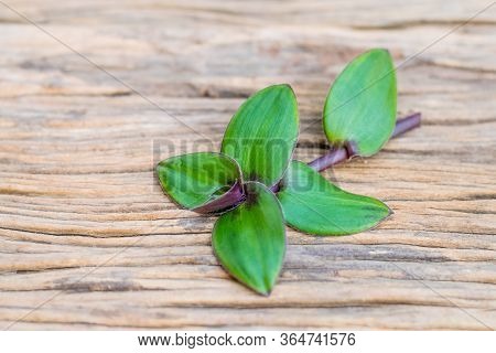 River Spiderwort Leaf Organic Herbs On The Old Wooden Table, Thai Herbs.