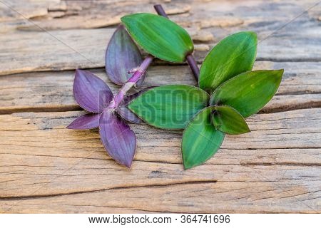 River Spiderwort Leaf Organic Herbs On The Old Wooden Table, Thai Herbs.