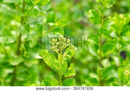 Indian Marsh Fleabane (pluchea Indica (l.) Less.) Flowers Are Blooming On Tree With Fresh Green Leav