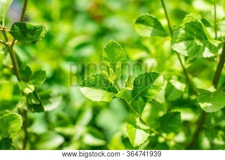 Indian Marsh Fleabane, Green Leaves Have Medicinal Properties.