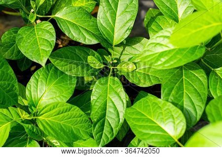 Gurmar Medicinal Plant For Diabetes In The Garden