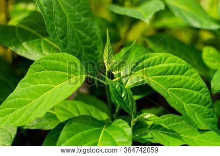 Gurmar Medicinal Plant For Diabetes In The Garden