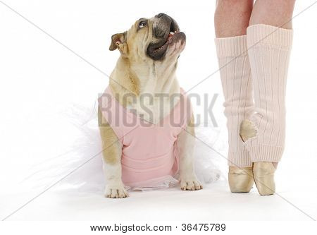 dancing dog - english bulldog in tutu sitting beside ballerina
