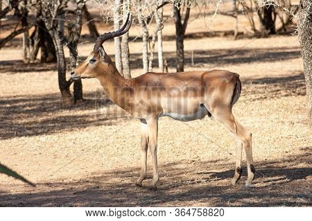 A Single Wild Deer In A Safari Park In Africa