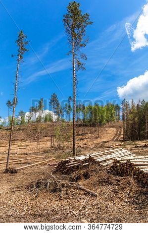 Forest Slope After Felling After Attack By Bark Beetle. Deforestation. Cutted Spruce Forest In The C