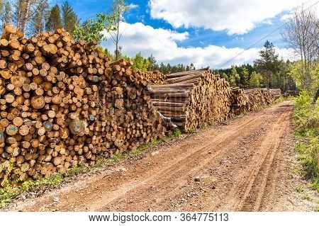 Forest Slope After Felling After Attack By Bark Beetle. Deforestation. Cutted Spruce Forest In The C