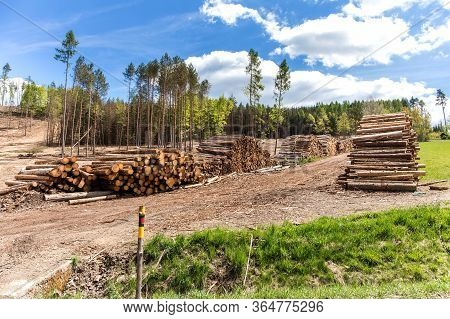 Forest Slope After Felling After Attack By Bark Beetle. Deforestation. Cutted Spruce Forest In The C