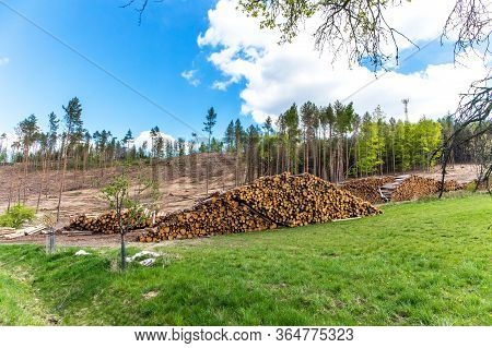 Forest Slope After Felling After Attack By Bark Beetle. Deforestation. Cutted Spruce Forest In The C