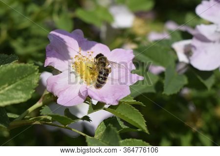 Honey Bee Apis Mellifera Is Collecting Pollen On White Flower Of Bush Dog Rose. Latin Rosa Canina, S