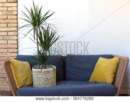 A Big Green Plant Dracaena In A Knitted Pot Stay At A Modern Gray Rattan Sofa With Two Yellow Pillow