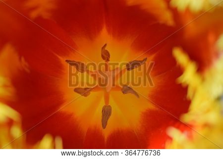 Abstract Floral Background Macro Delicate Flowers Red And Yellow Tulip. Soft Selective Focus. Blurre