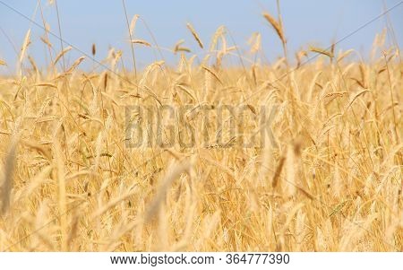 Fields Of Wheat. Ripe Grains. Spikelets Of Wheat Grow In A Field On A Farm. Wheat Crop. Nature Of Uk