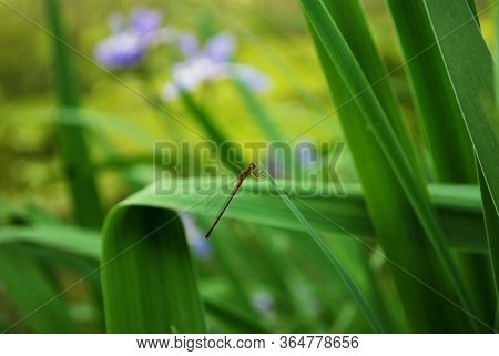 Dragonfl On A Blade Of Grass In The Park