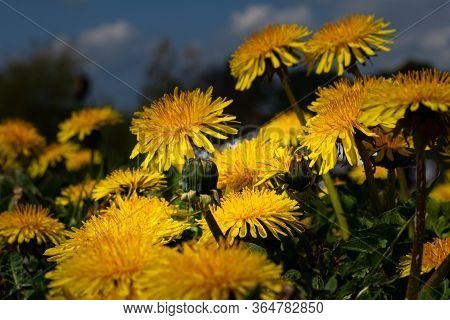 Beautiful Close Up Picture Of Yellow Flowers Against A Dark Blue Sky