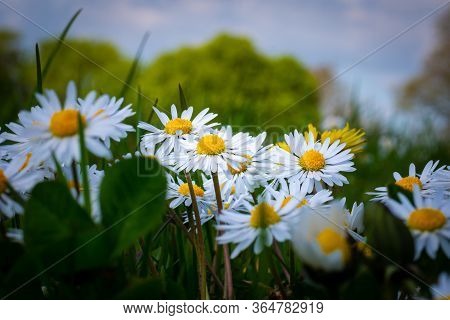 Beautiful Close Up Picture Of  Scandinavian Wild Flowers Against A Dark Blue Sky