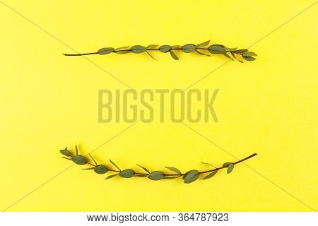 Vignette Made Of Sprigs Of Small Eucalyptus Parvifolia On Bright Yellow Background. Copy Space, Top 