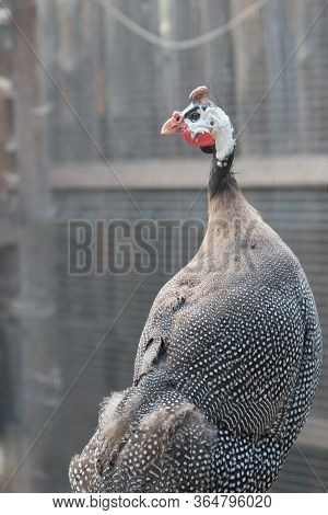 Pintado. Close-up Portrait. Agricultural Industry. One Bird In The Frame.