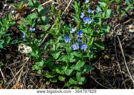 Veronica Chamaedrys - Blue Blossoms Bird's-eye Speedwell, Veronica Chamaedrys.